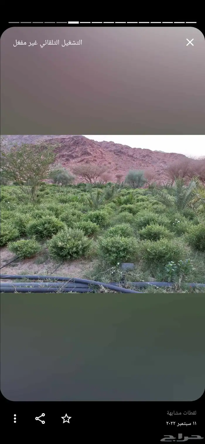 حناء عضوي بالجملة انتاج ينبع النخل مديني 2