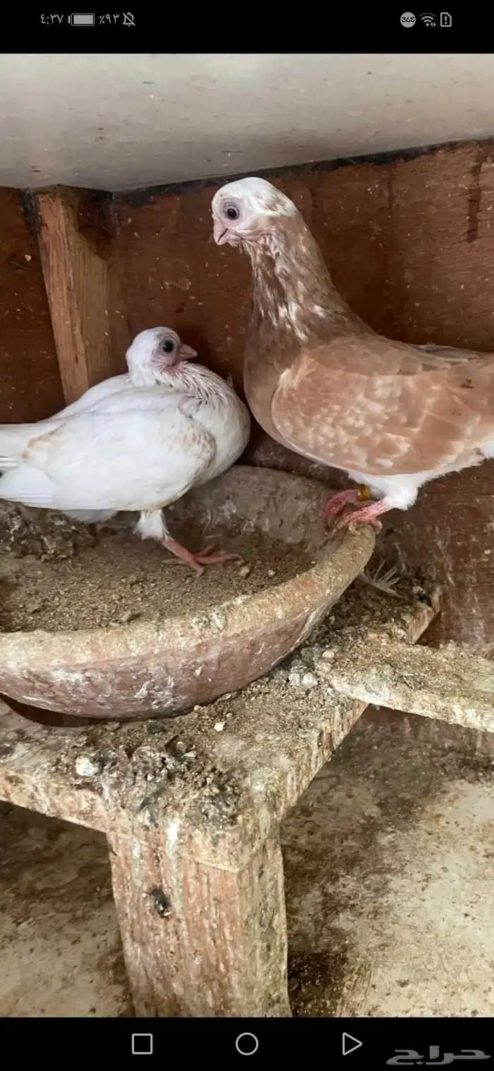 جوز شورت فيس منتج معه فرخ 2