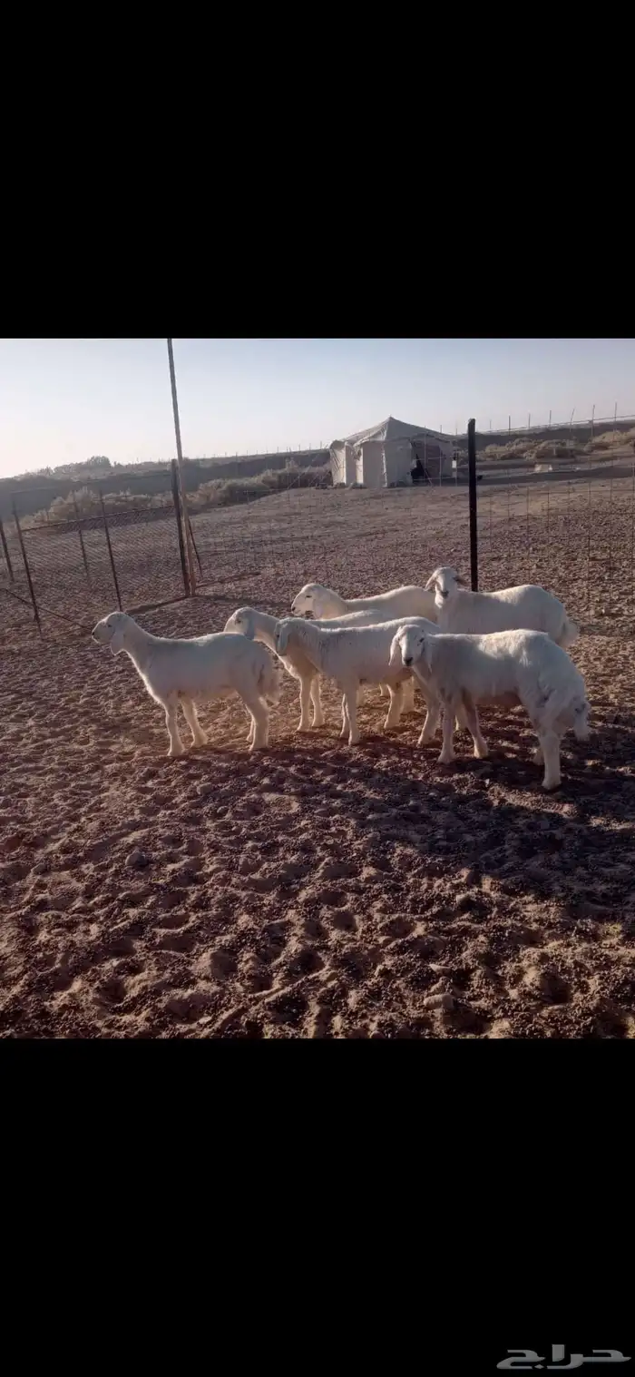 طليان حريات عدد 6 للبيع الأعمار 3 شهور البيع جمله جمله 1