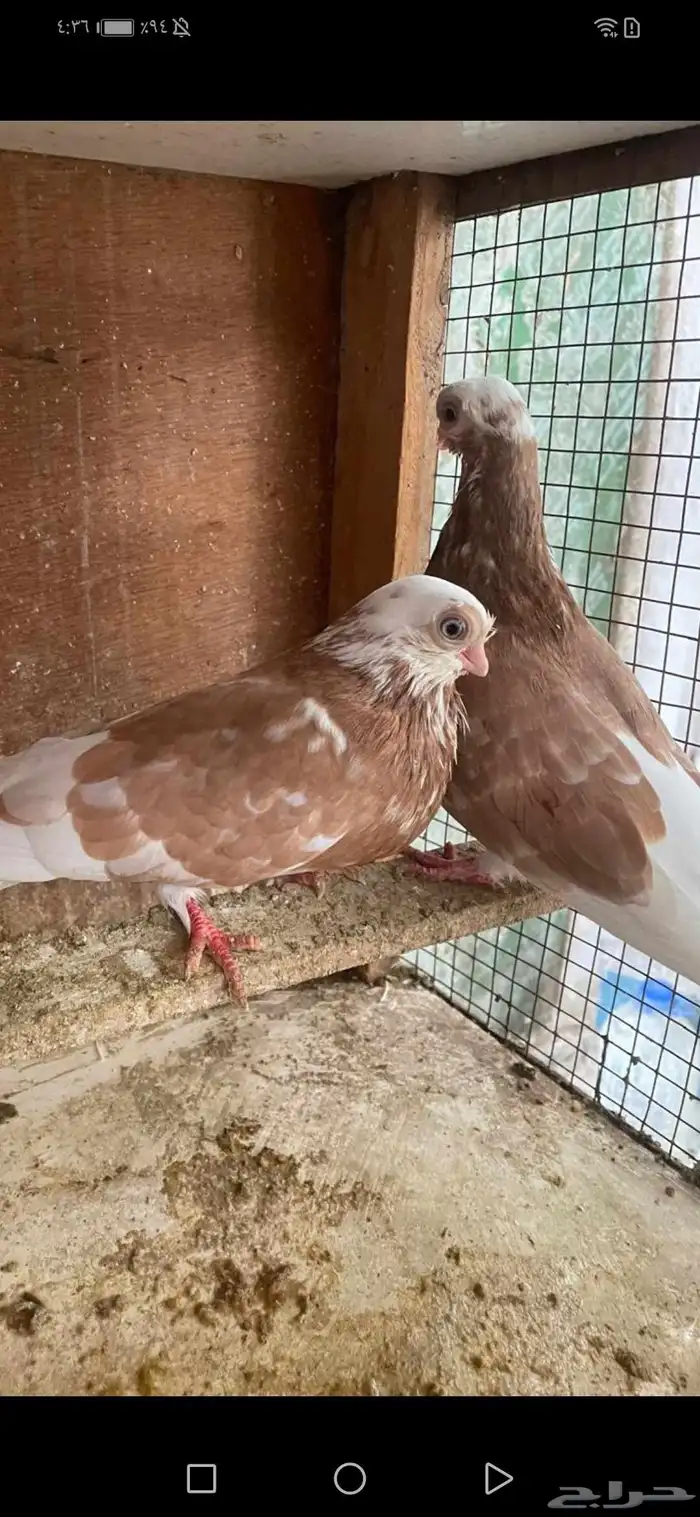 جوز شورت فيس منتج معه فرخ 6