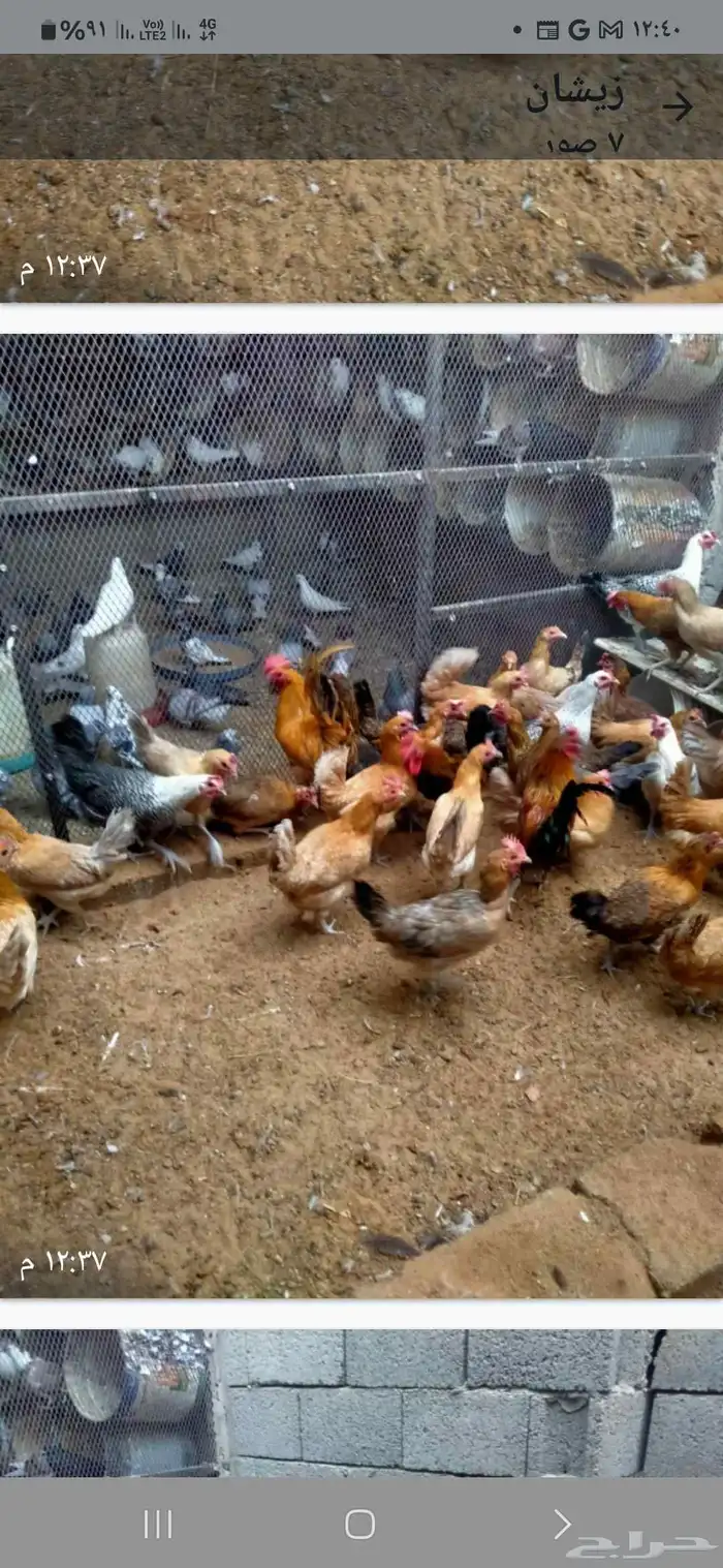 دجاج فيومي اصفر وشبابي وبلدي يياض 2