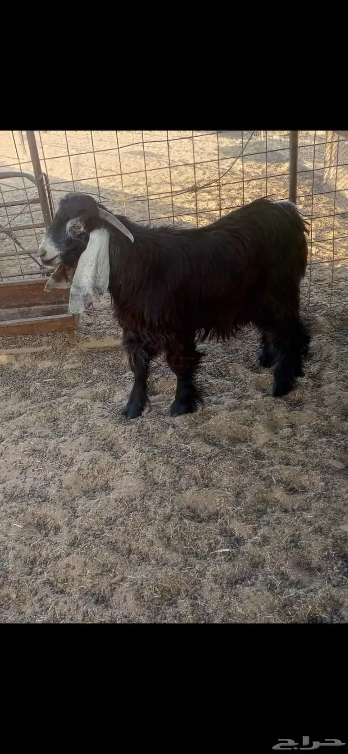 تيس عارضي مقفل شحم العمر 8 شهور وزود للبيع 0