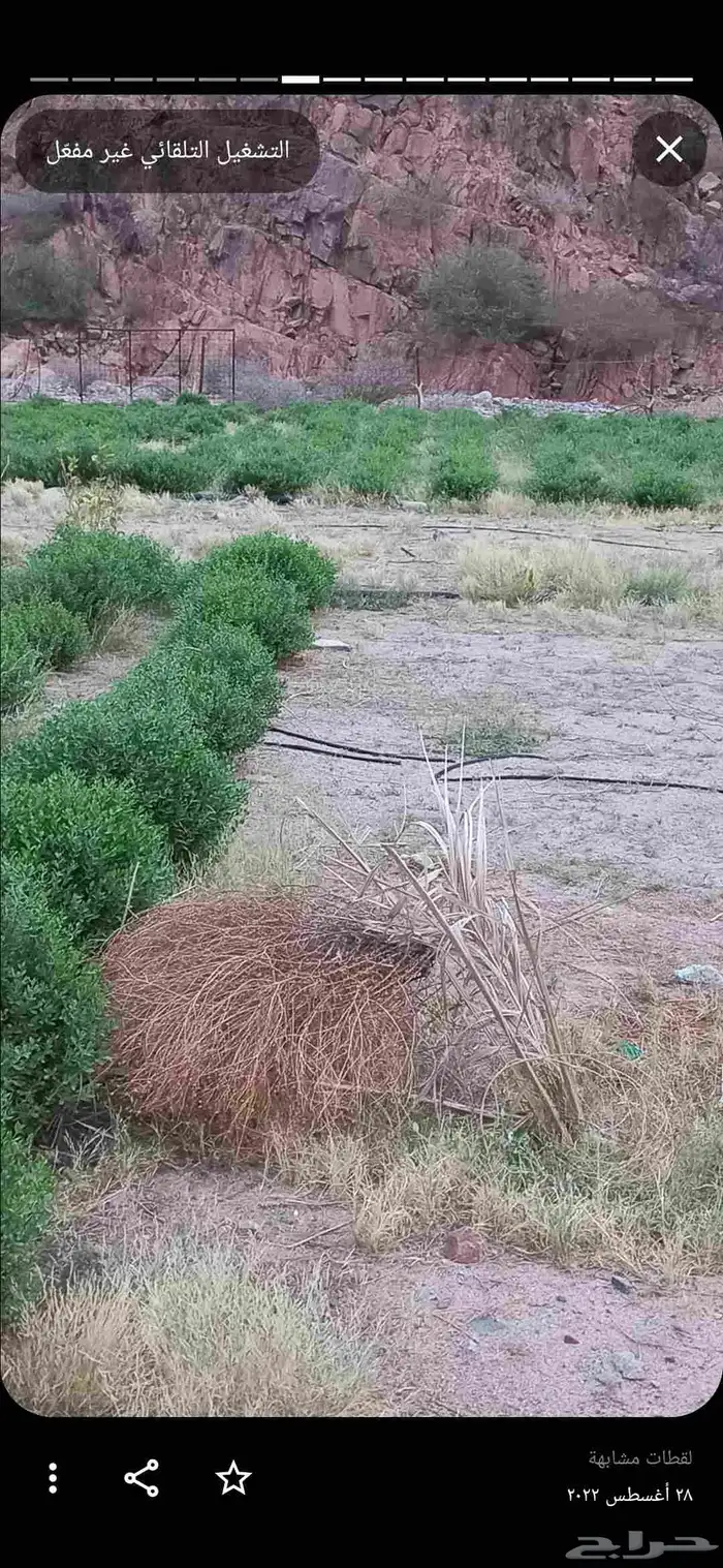 حناء عضوي بالجملة انتاج ينبع النخل مديني 0