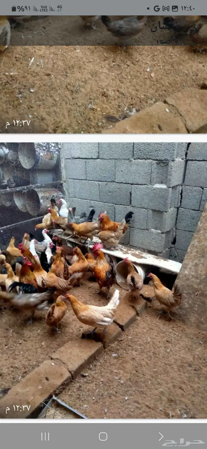 دجاج فيومي اصفر وشبابي وبلدي يياض 1