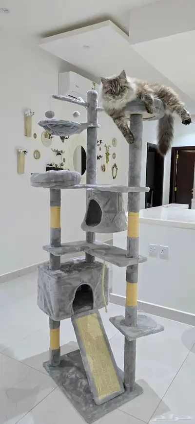 خداشة جديدة غير مستخدمة  القط ما جلس فيها  تنفع لأكثر من قط index