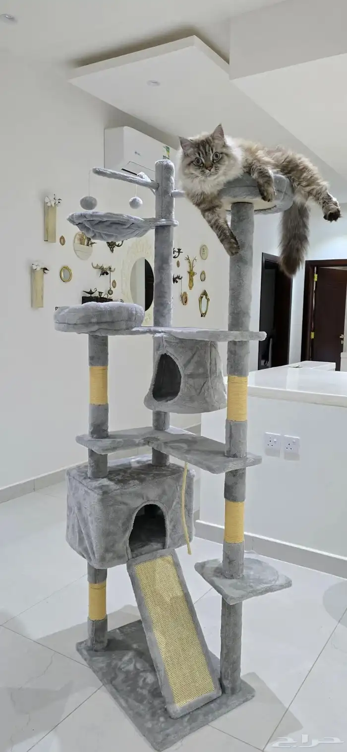 خداشة جديدة غير مستخدمة  القط ما جلس فيها  تنفع لأكثر من قط 1