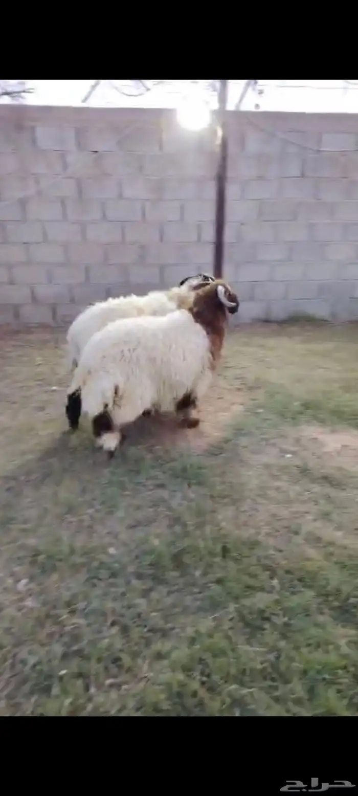 جذعان نعيم بلدي تمايم ظهور واطراف 2