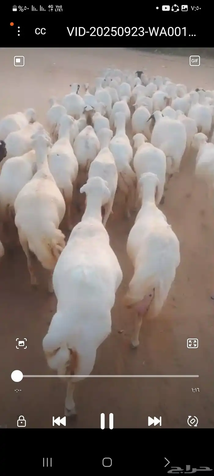 يوجد لدينا ضان رفيديات للبيع العدد 200راس مولدات منها 30راس 0