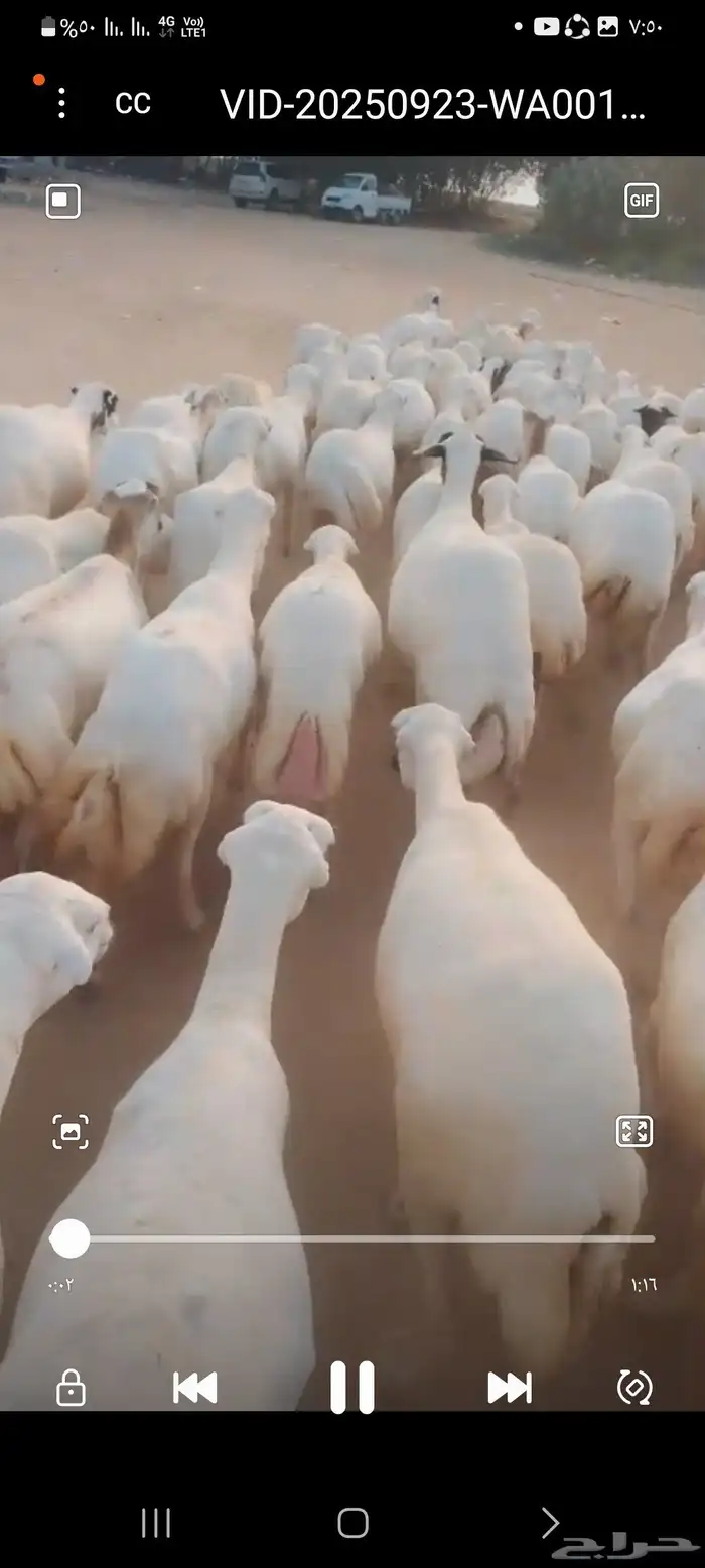يوجد لدينا ضان رفيديات للبيع العدد 200راس مولدات منها 30راس 1