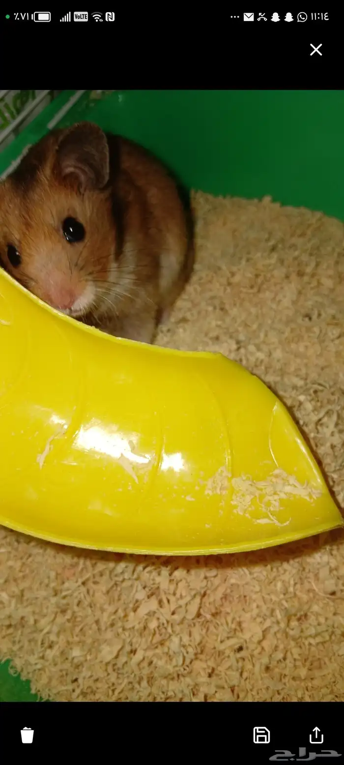 هامستر للبيع اليف العمر اربع اشهور ملاحظة لا يوجد توصيل 1