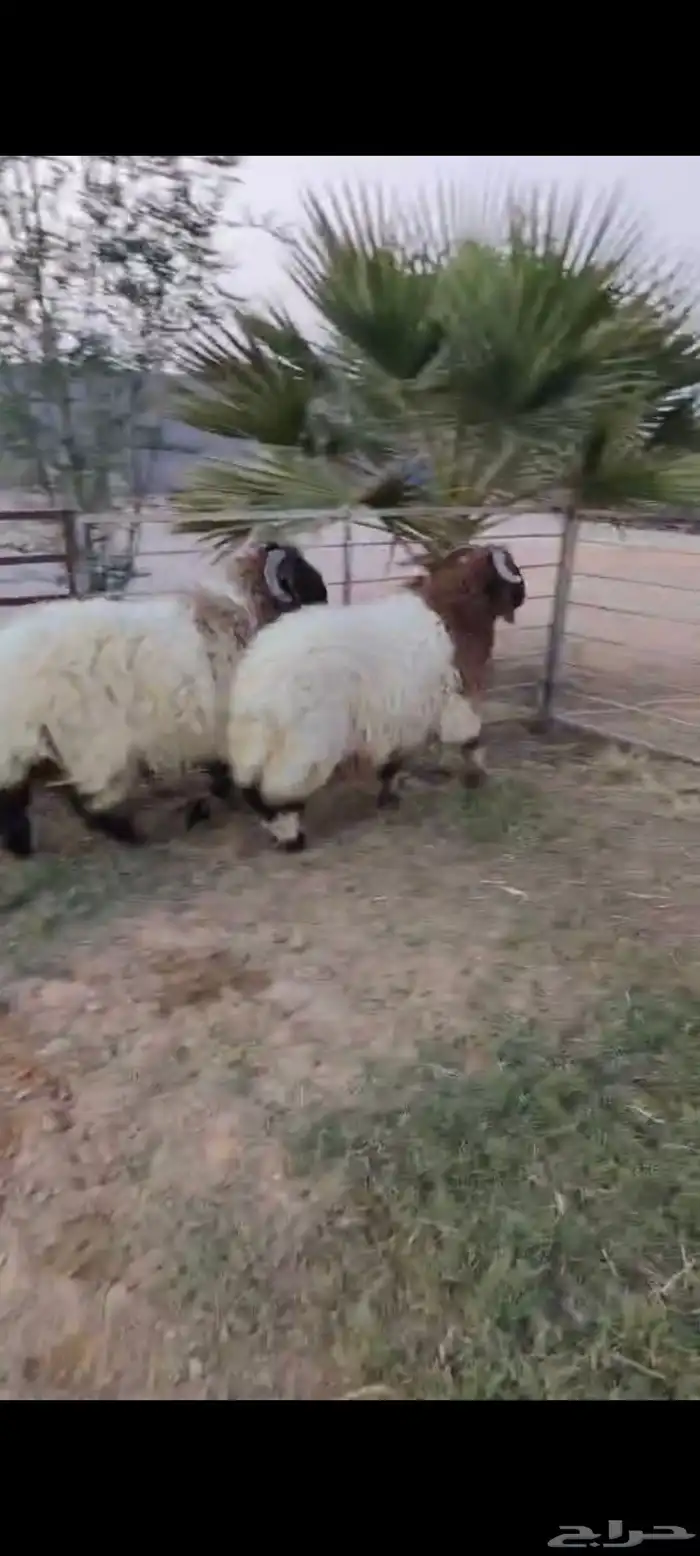 جذعان نعيم بلدي تمايم ظهور واطراف 0