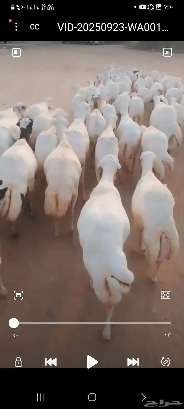 يوجد لدينا ضان رفيديات للبيع العدد 200راس مولدات منها 30راس 2