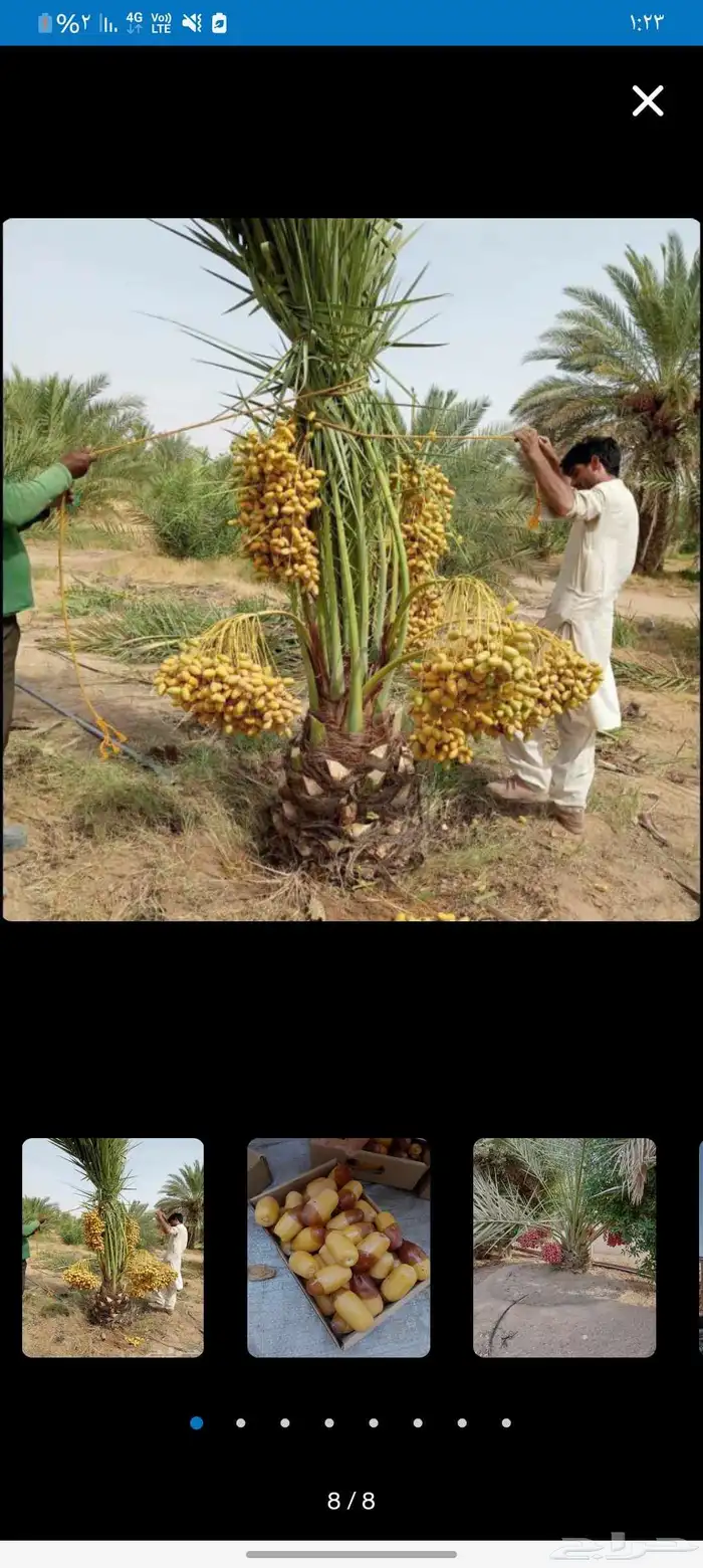 نخل للبيع مثمر نقايل جثايث خلاص صقعي سكري سلج شيشي غر ونانه 7