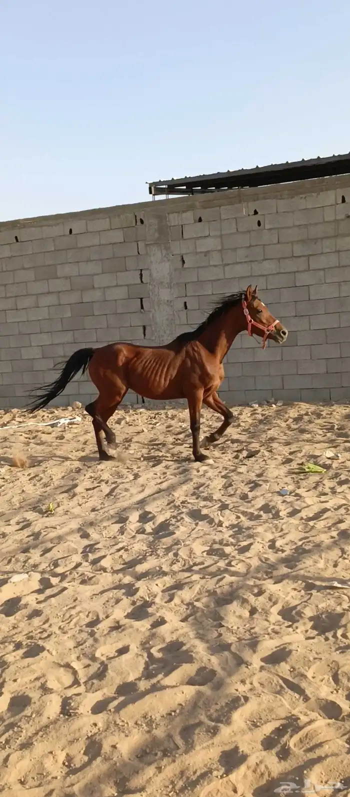 حصان للبيع 0