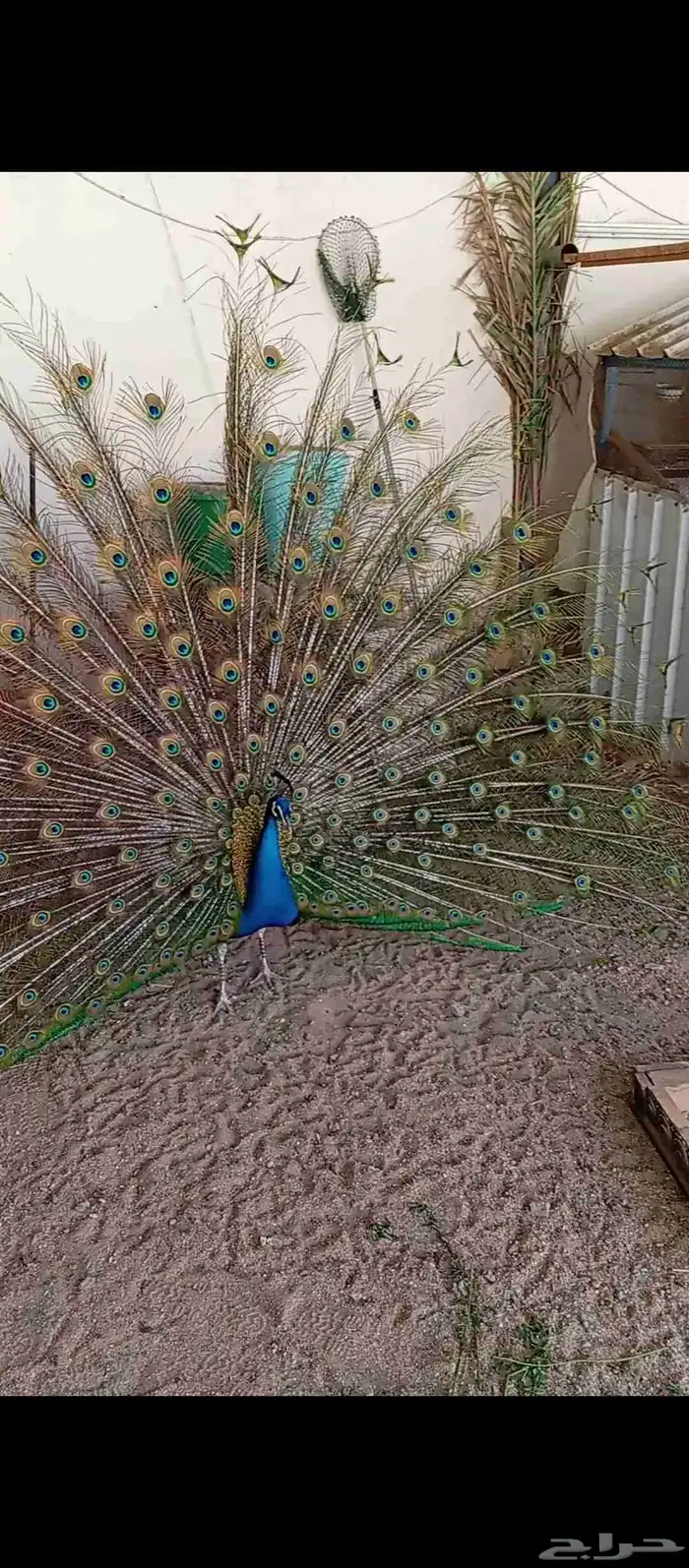 طاؤس للبيع 3