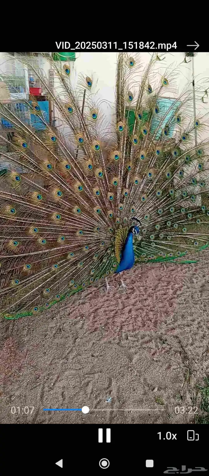 طاؤس للبيع 4