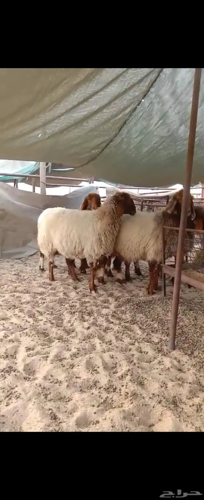 غنم نعيم دفيع عدد 5 رباعيات جبرات ديودها سلم 0