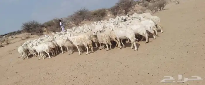 غنم طيبه مرح واحد 0