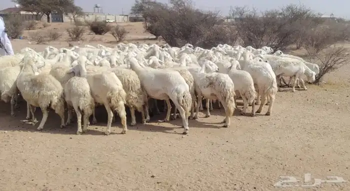 غنم طيبه مرح واحد 1