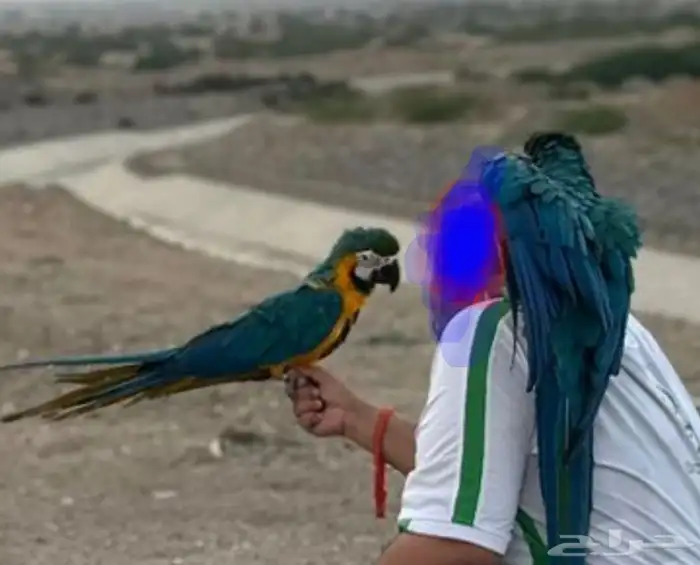 بغبانات مكاو متكلمه عدد اثنين 0