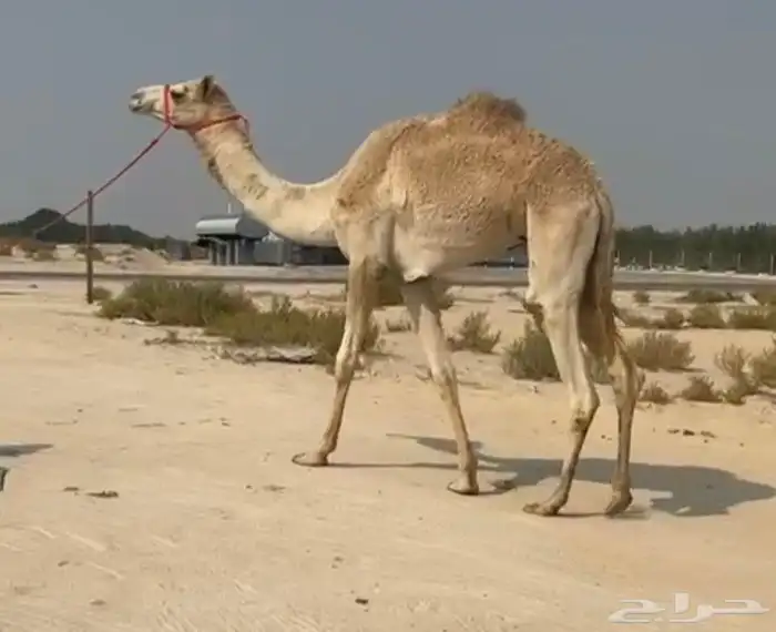 هجن بكره حقه ذلول 1