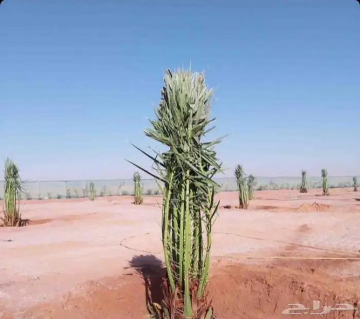 نخل للبيع مثمر نقايل جثايث خلاص صقعي سكري سلج شيشي غر ونانه 4