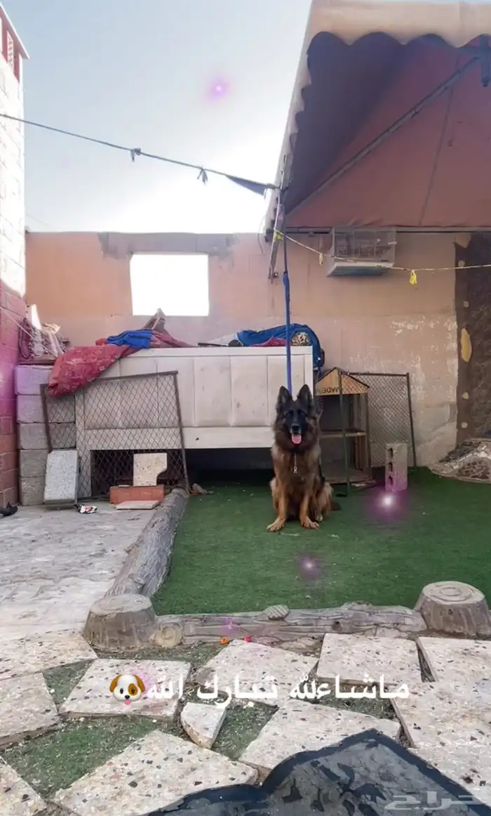 انثى جيرمن شولاين 3