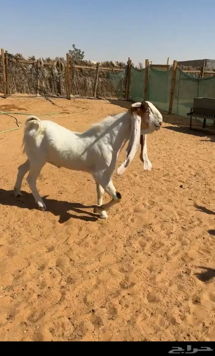 ثلاث فحول تيوس 5