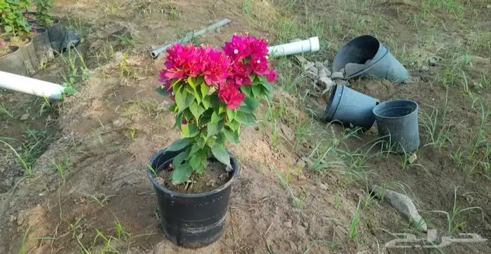 شتلات جكرندا و جهنمية الجموم مكة با الجملة 6