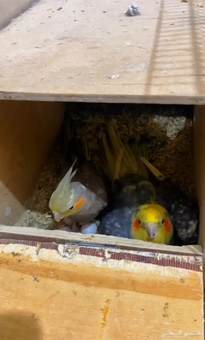 جوز كروان منتج ع شرط وقبل انتج عندي ومعه كل ملحقات 0