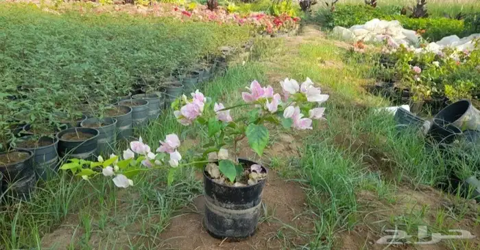 شتلات جكرندا و جهنمية الجموم مكة با الجملة 4