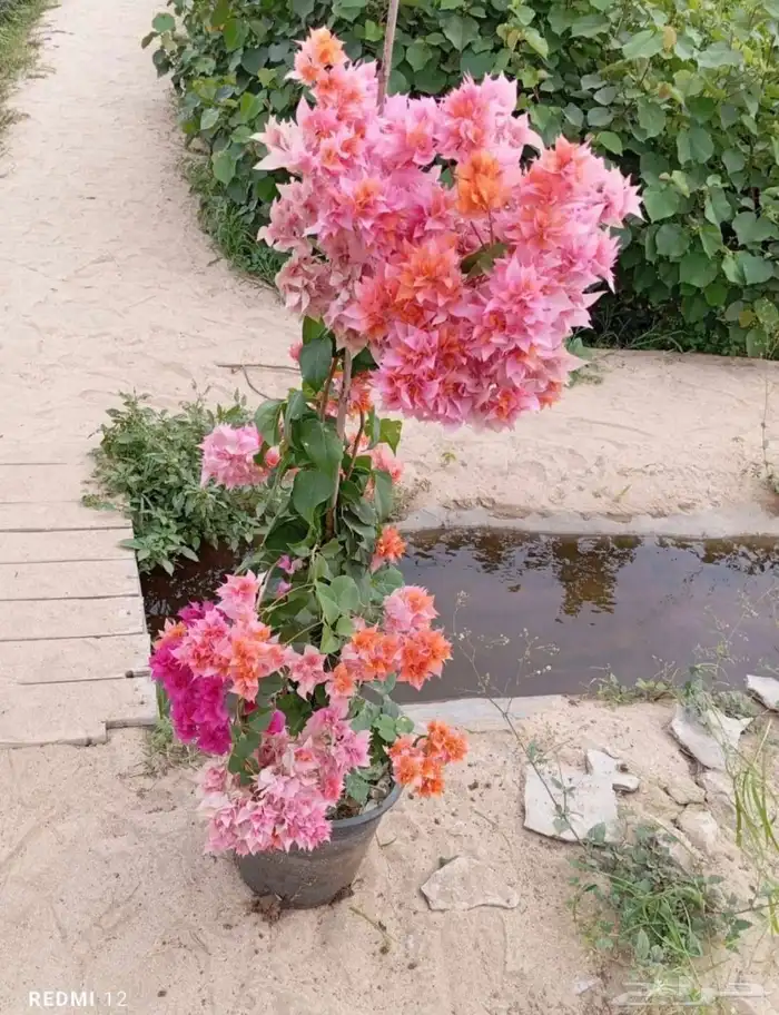 شتلات جكرندا و جهنمية الجموم مكة با الجملة 3