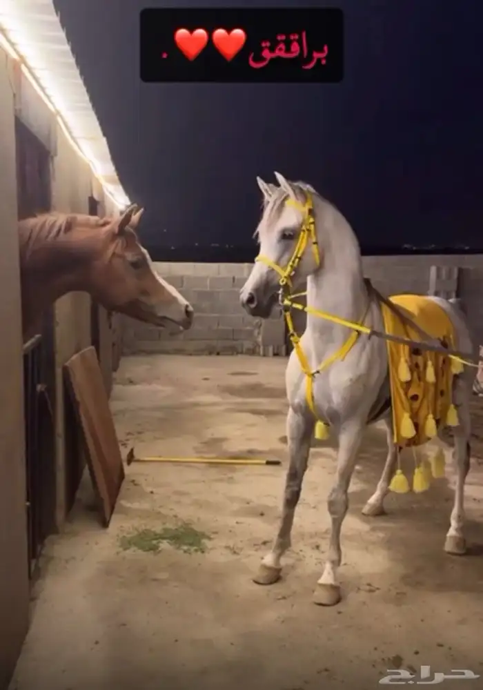 حصان واهو فاخر حفيد غزال الشقب 0