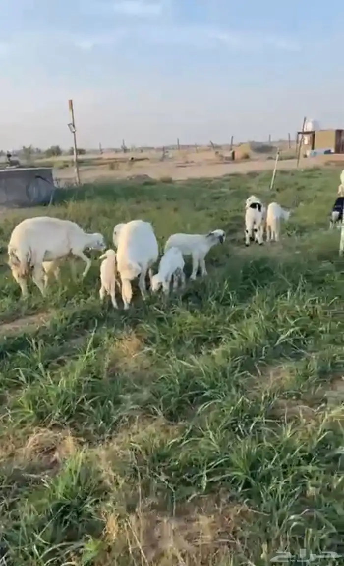 غنم للبيع 115 راس بيشه 0