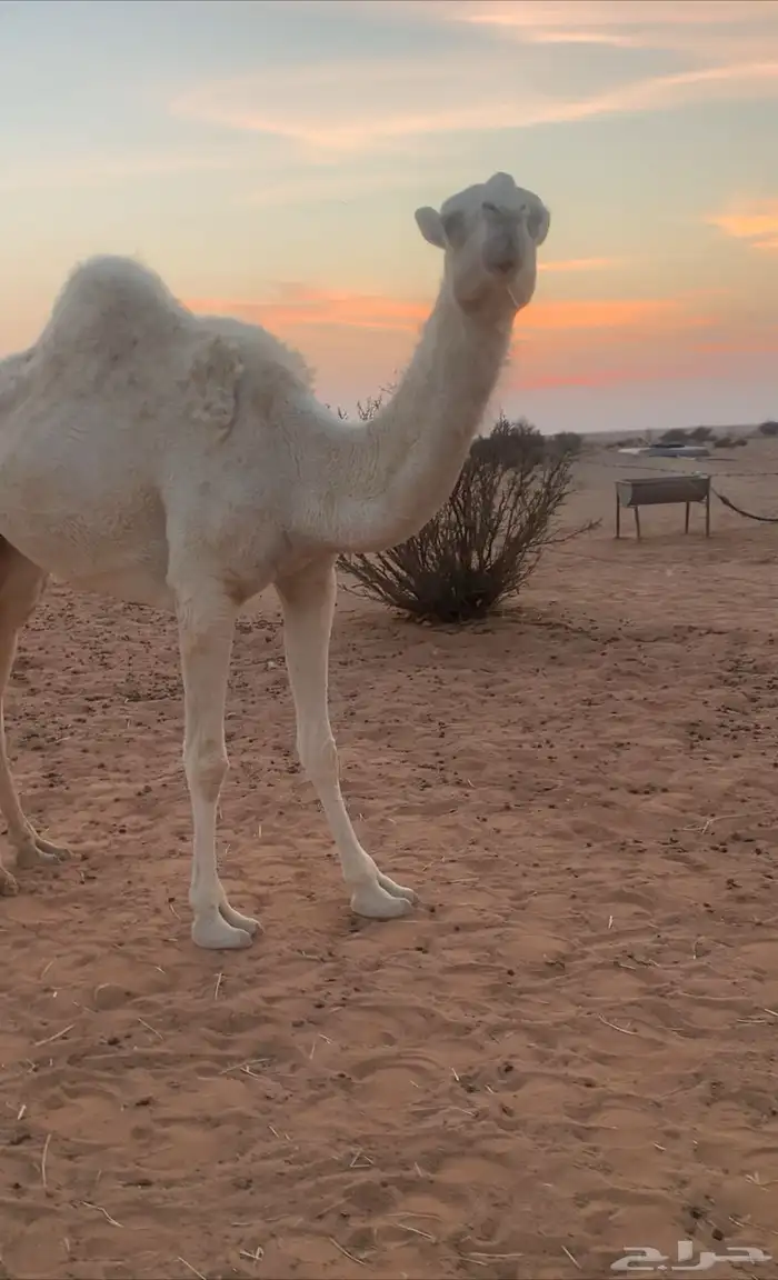 ضروبه للبيع 0