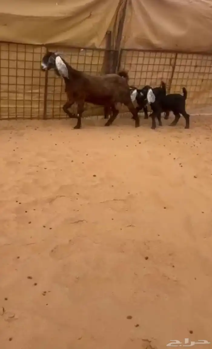 عنز مشروكه متووم طييبه 0