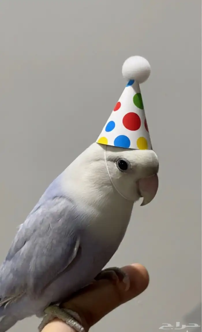 للبيع زوز تربيه يبي تزاوج 3