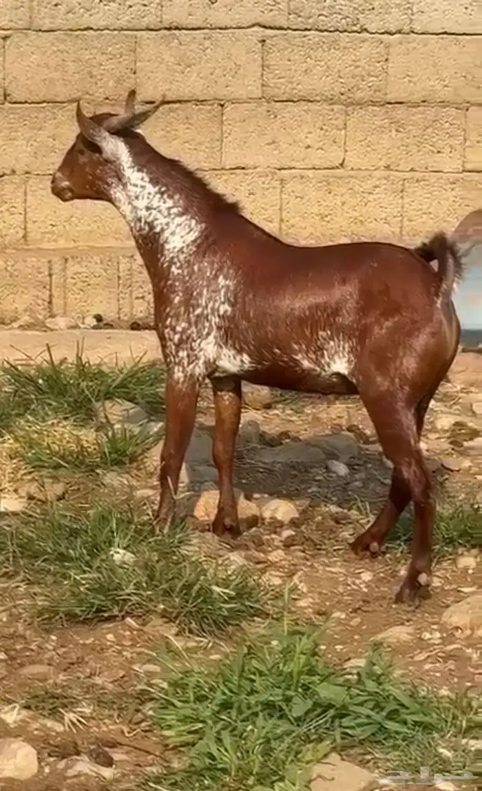 ماعز محايليه دهم للبيع 2