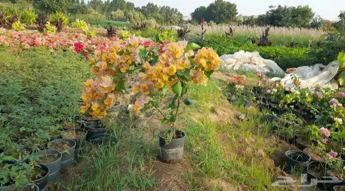 شتلات جكرندا و جهنمية الجموم مكة با الجملة 2