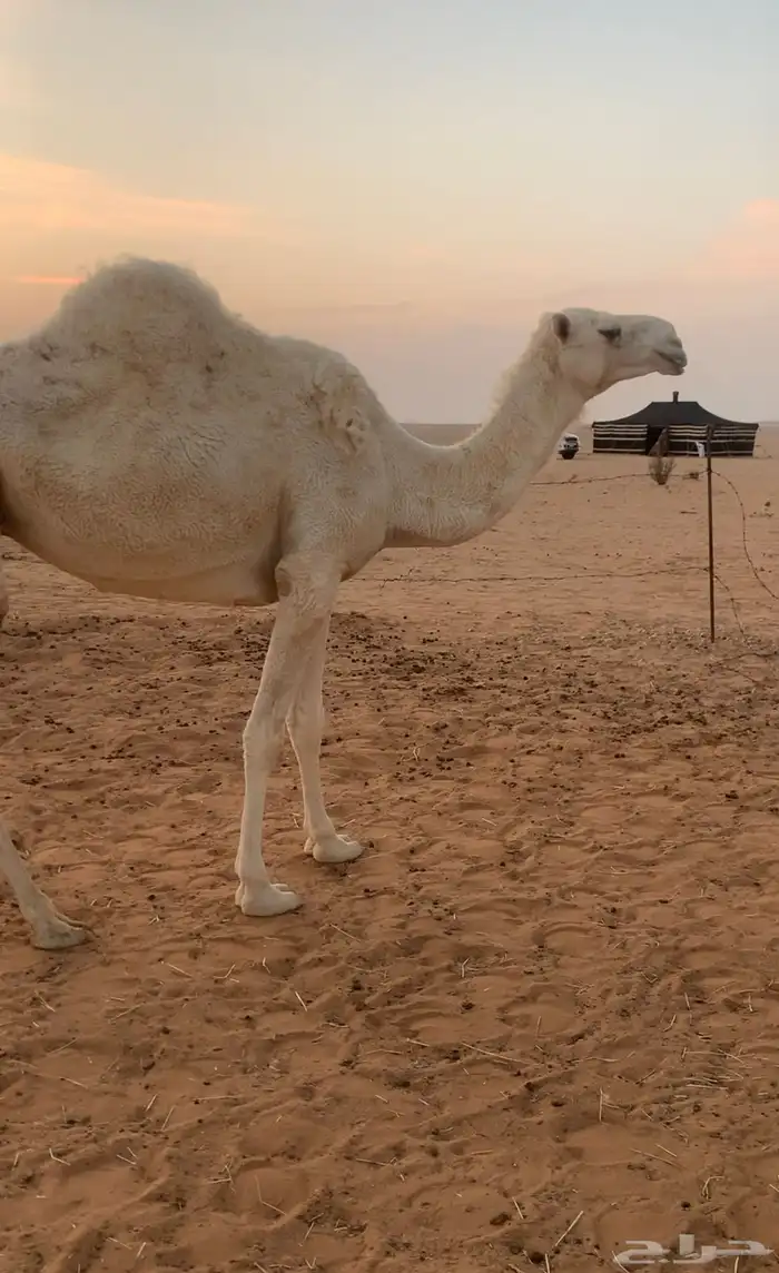 ضروبه للبيع 1