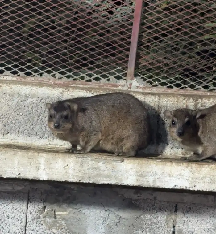 وبران بريه 0