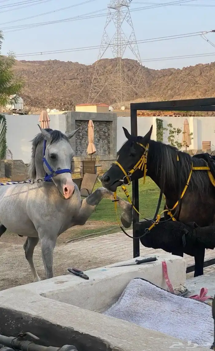 حصان شعبي صحة شرط 1