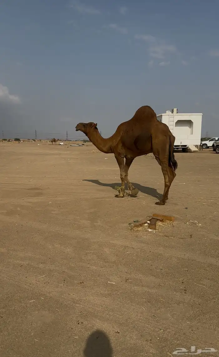 بعير ساحلي رباع 4