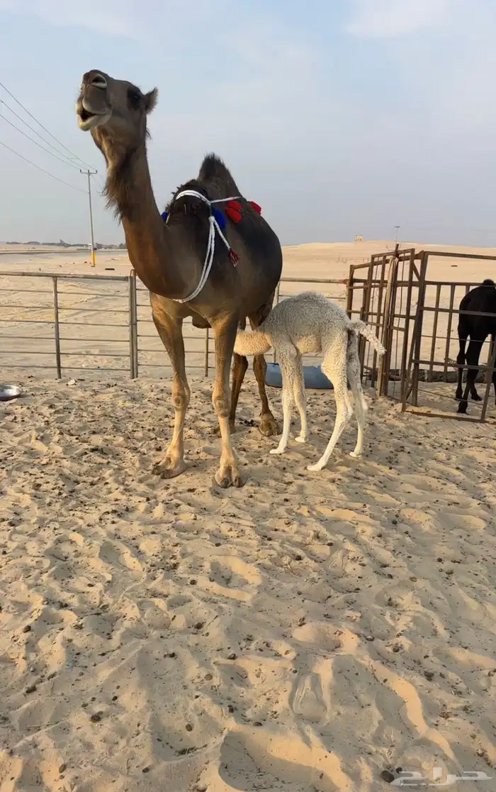 للبيع خلفه كفو ثنو او ثالث 1