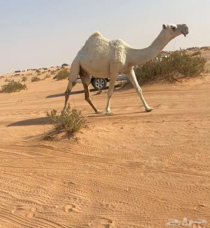 لقحه وضحا كفو 1