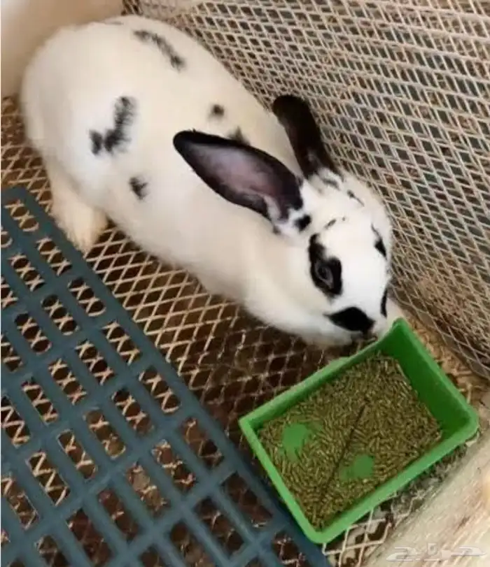 مطلوب ارانب 0