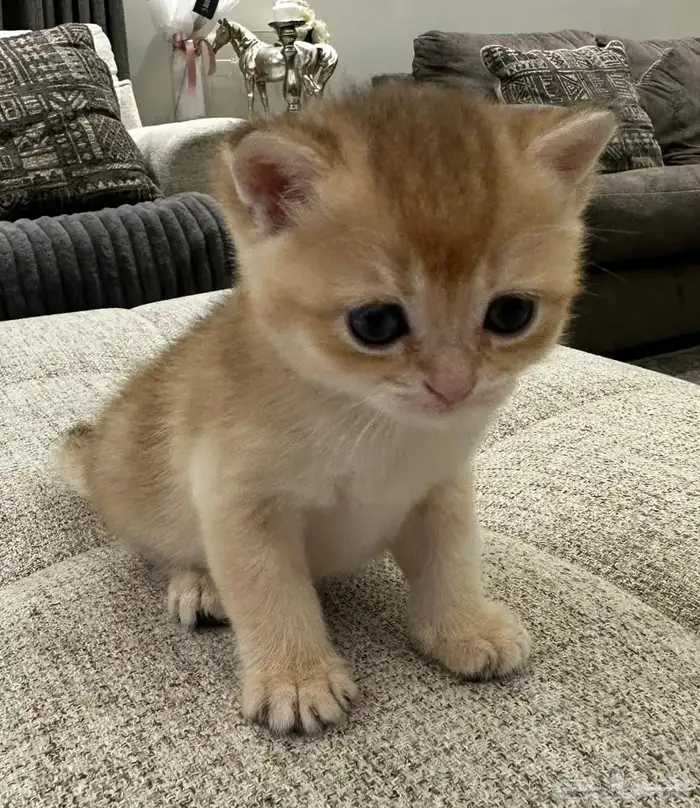 سكوتش قولد للبيع 2