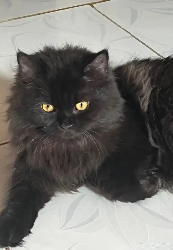 قطط للتبني في ولي العهد مكه المكرمه 1