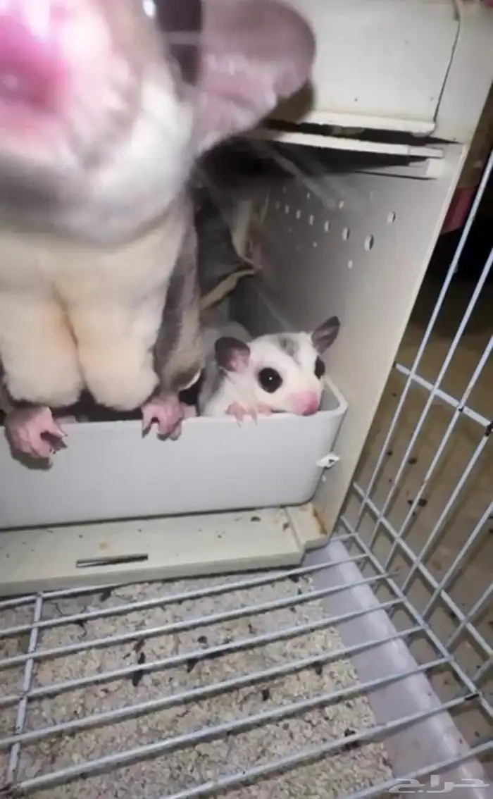 شوقر قلايدر 4