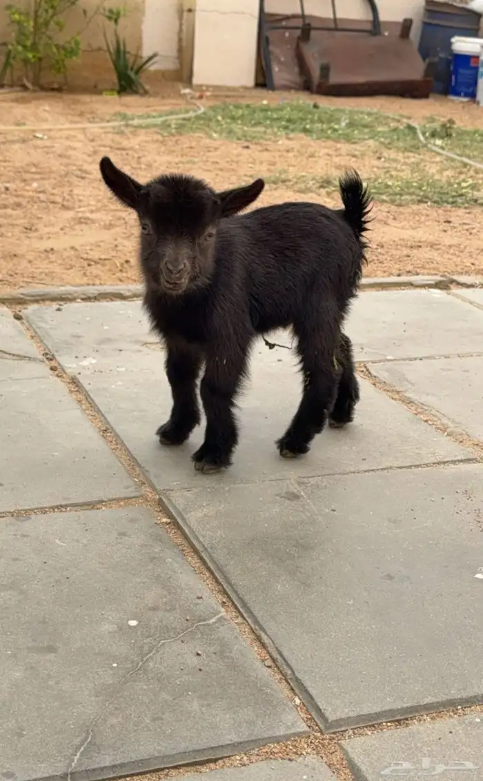 اعرض لكم جفره قزم فاخره 1